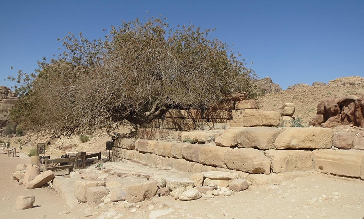 The Nymphium in Petra