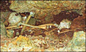 Bones in the Juani Island Cave