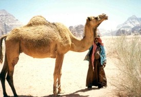 A Camel in Wadi Rum with Arab man