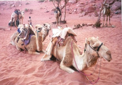 Kneeling Camels