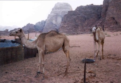Hobbeled Camels