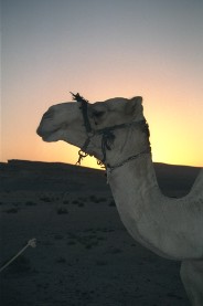 Camel in Sunset
