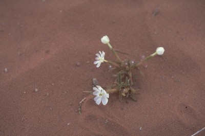 This flower came up in Wadi Rum