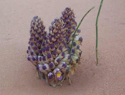 Another flowering plant found in Wadi Rum after it rained