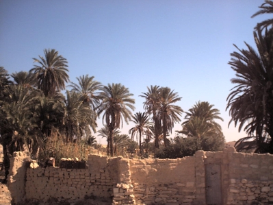Near to modern Ma'an is the old oasis, with many ruined houses. Dates are still harvested here from the trees.